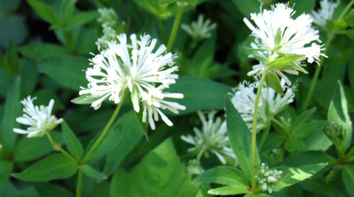 Proprietà dell'Asperula: Benefici e Usi di Questa Pianta Medicinale