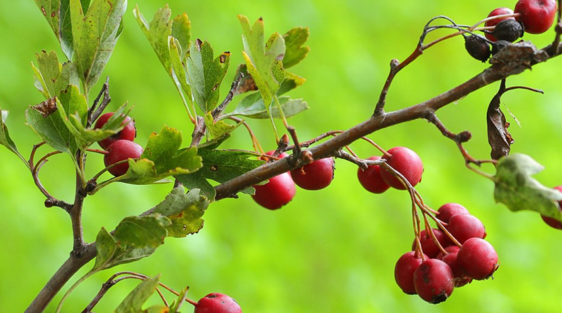 Frutti di Biancospino: Proprietà, Benefici e Modi d'Uso