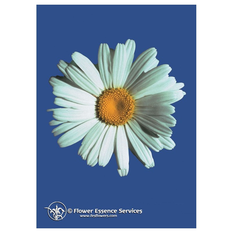 Natur Shasta Daisy Ess 7,4 Ml Calf - Immagine 4