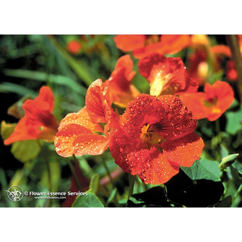 Natur Nasturtium Ess 7,4 Ml Calf - Immagine 3