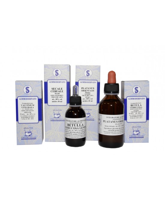 Sequoia gigantea 100 ml macerato glicerico - Immagine 3