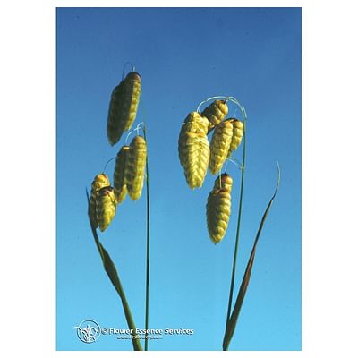 Natur Srl Quaking Grass Ess 7,4Ml Calf - Immagine 3