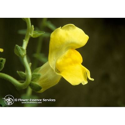 Natur Fes Snapdragon Essenza Floreale Californiana Comunicazione Armoniosa 7,4Ml - Immagine 3
