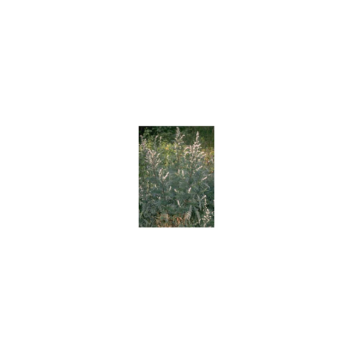 /i/m/image_1847.jpg