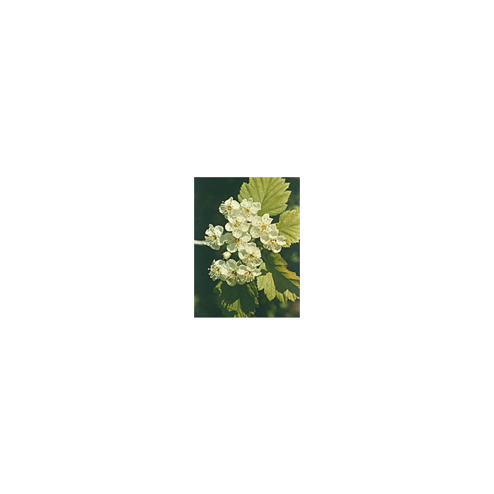 /i/m/image_21521.jpg