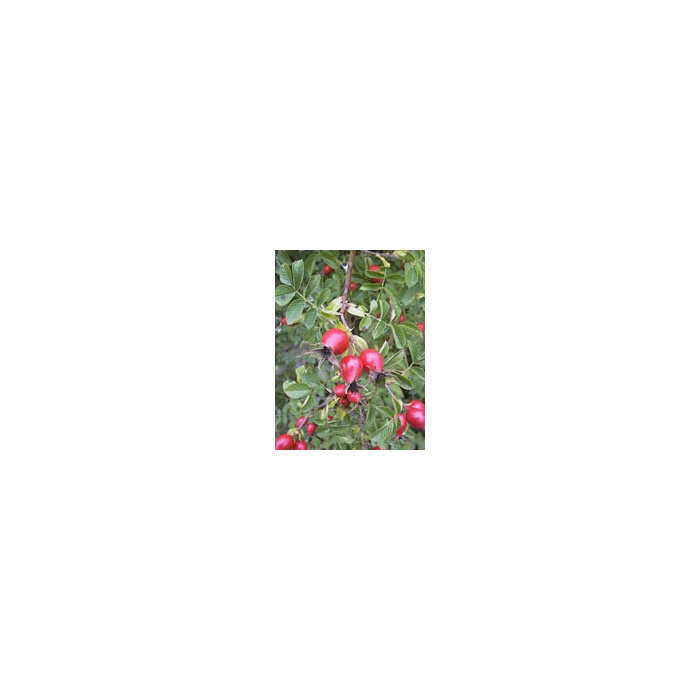 /i/m/image_21522.jpg