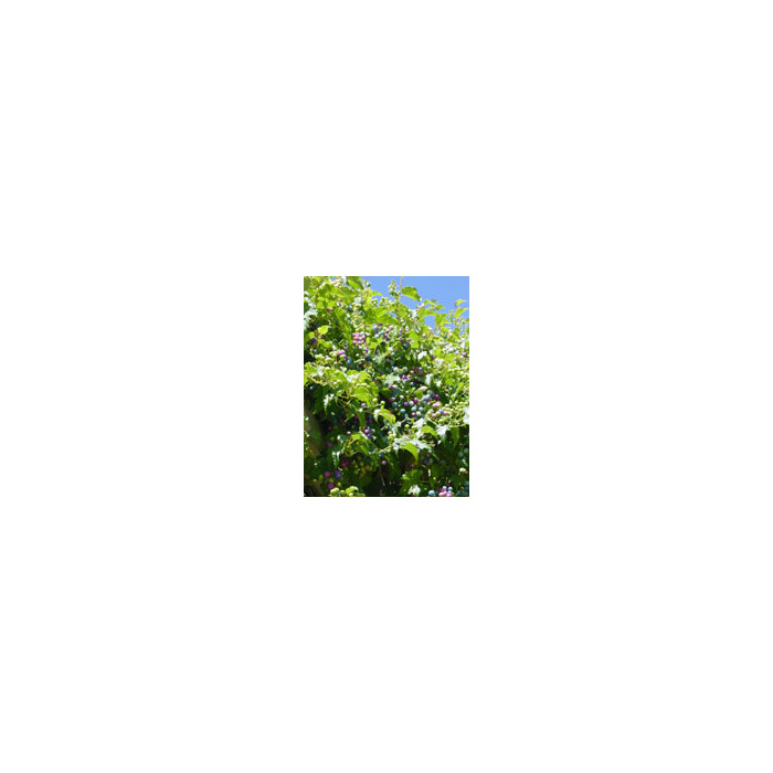 /i/m/image_29413.jpg