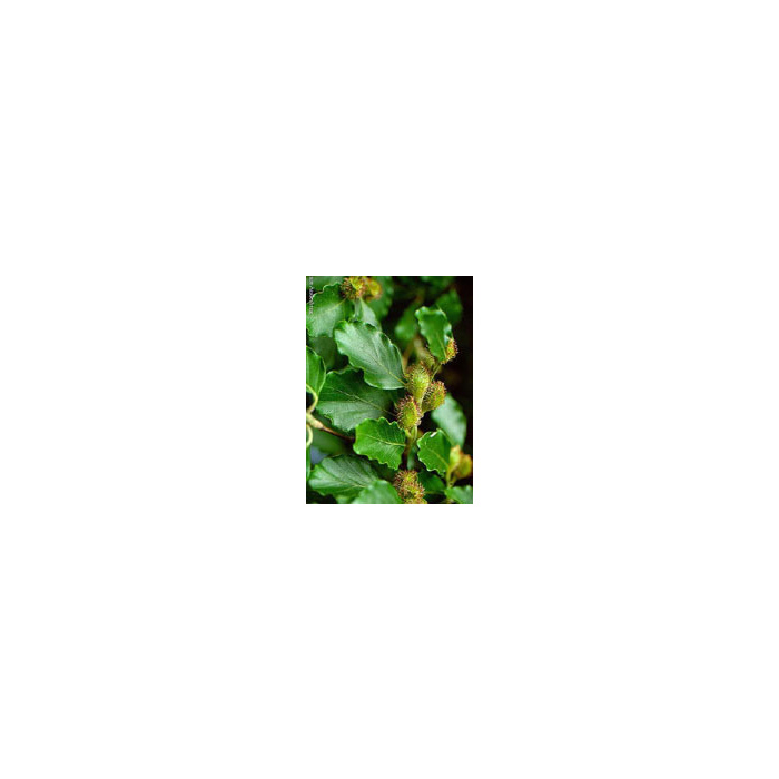 /i/m/image_30824.jpg