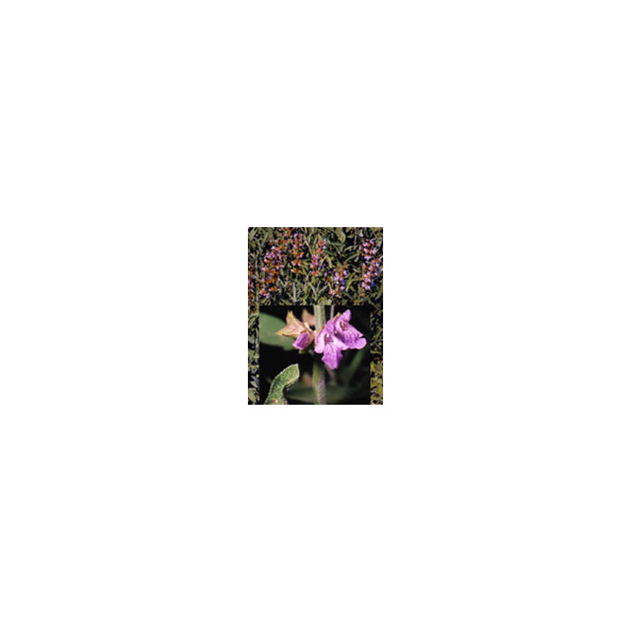 /i/m/image_409.jpg