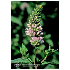 Peppermint Ess 7,4ml Calf