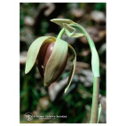 Natur California Pitcher Plant (Darlingtonia Californica) Essenze Californiane 7,4ml