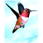 Colibri Hummingbird Essenze Di Animali Selvatici 30ml