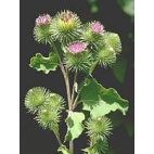 Tsa Arctium Lappa 50 Ml
