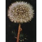 Tsa Taraxacun Officinalis 50 Ml