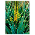 Aloe Vera Ess 7,4ml Calf