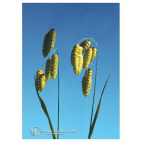 Quaking Grass Ess 7,4ml Calf
