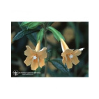 Sticky Monkeyflower 7,4ml Calf