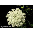 Queen Annes Lace 7,4ml Calf