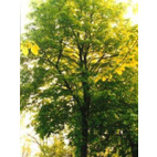 /i/m/image_1848.jpg