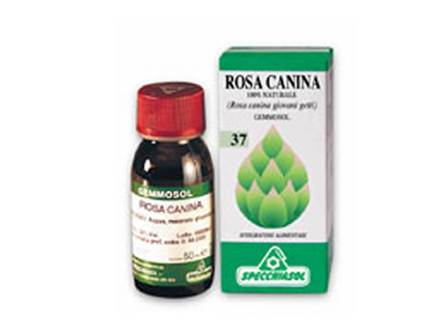 Rosa Canina 1 DH Gemme 50ml