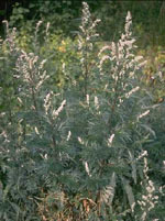 Herboplanet Tsa Artemisia Vulgaris 50 Ml - Immagine 6