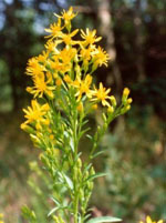 Herboplanet Srl Tsa Solidago Virgaurea 50 Ml - Immagine 3
