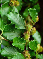 MSA FAGUS SYLVATICA 50ML - Immagine 6