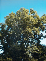 MSA FRAXINUS EXCELS 50ML