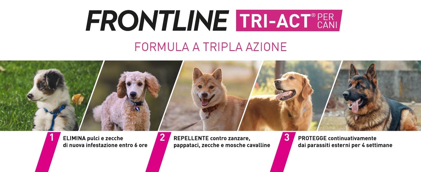 Infografica su Frontline triact per cani con spiegazione funzionalit&agrave; del farmaco.