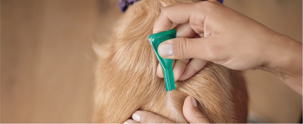 Foto di una persona che applica Frontline tri-act per cani ad un animale